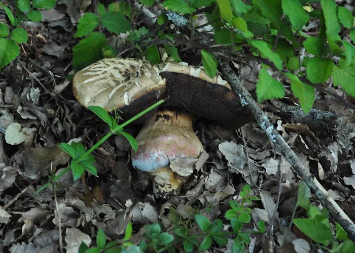 La Cabala De Ibeas Couette-café 3*